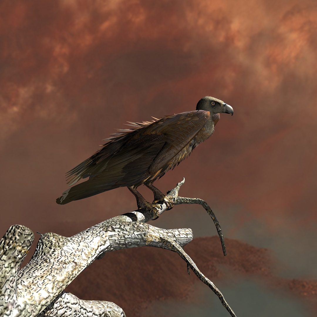 griffon vulture lwo https://p.turbosquid.com/ts-thumb/wo/PLHbn9/ONmMseRC/color/jpg/1367250089/1920x1080/turn_fit_q99/5136964f704f53af1271f52471d4e006fd9ac413/color-1.jpg