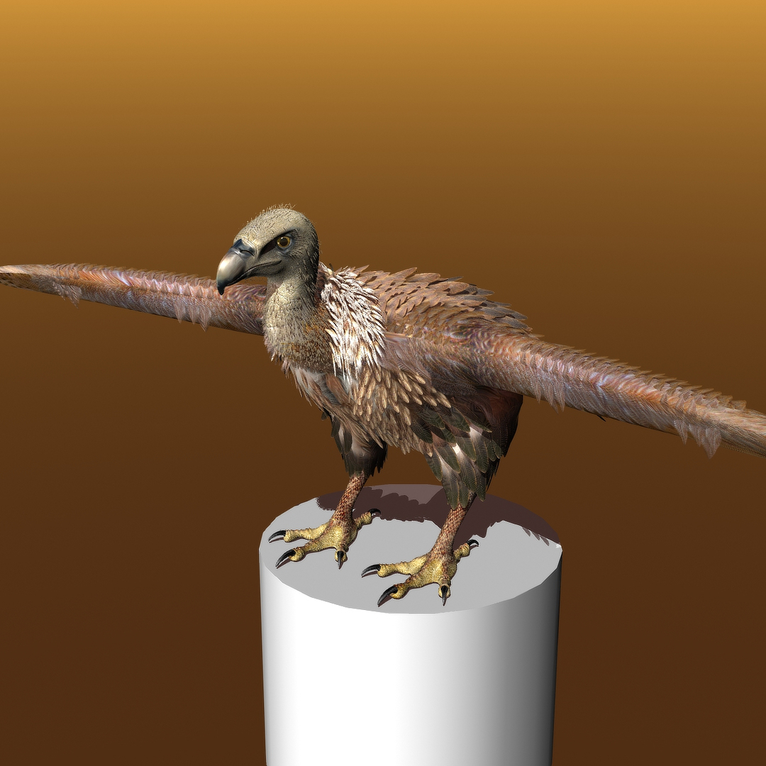 griffon vulture lwo https://p.turbosquid.com/ts-thumb/wo/PLHbn9/eY5Ug02H/gvtt01dcu/jpg/1366849385/1920x1080/turn_fit_q99/a890498317f6bf1248dcf2140c4fb52c15cbc522/gvtt01dcu-1.jpg