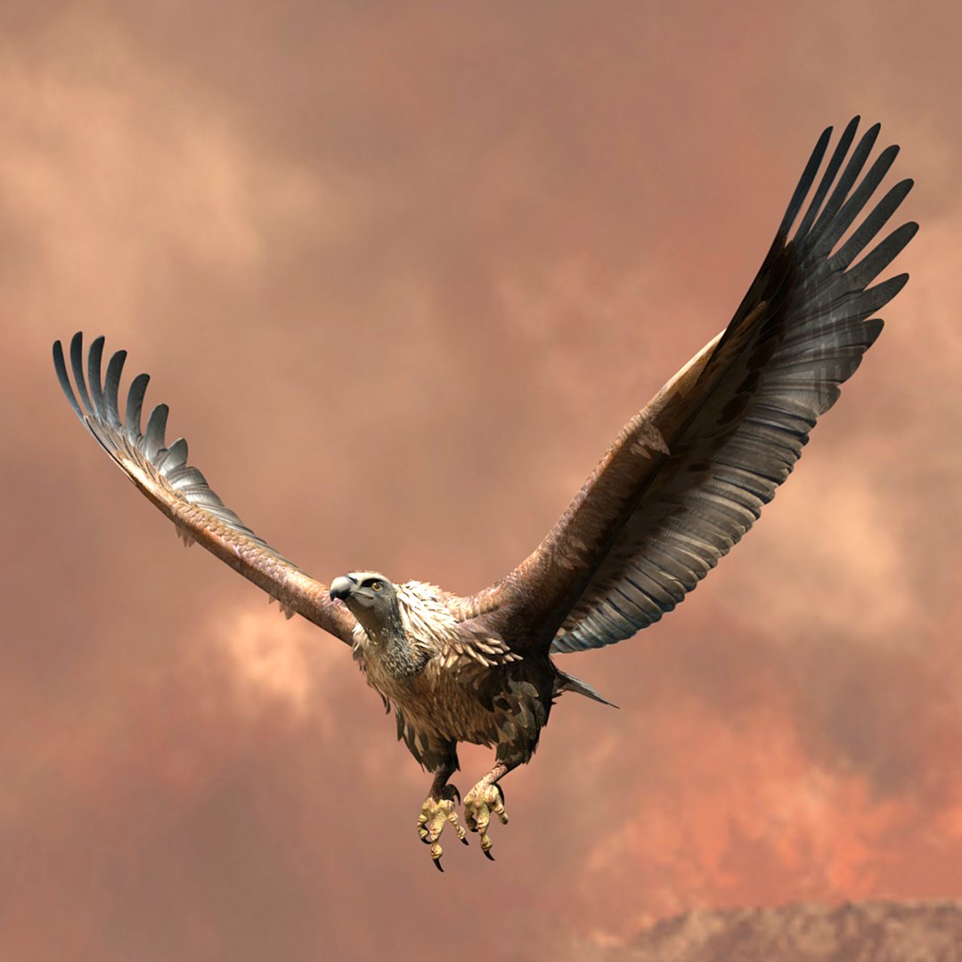 griffon vulture lwo https://p.turbosquid.com/ts-thumb/wo/PLHbn9/fZGIhiH3/gvulture05/jpg/1366821524/1920x1080/fit_q87/2b3e487eda9f86a9eabfe916dc0d75f495342ee9/gvulture05.jpg