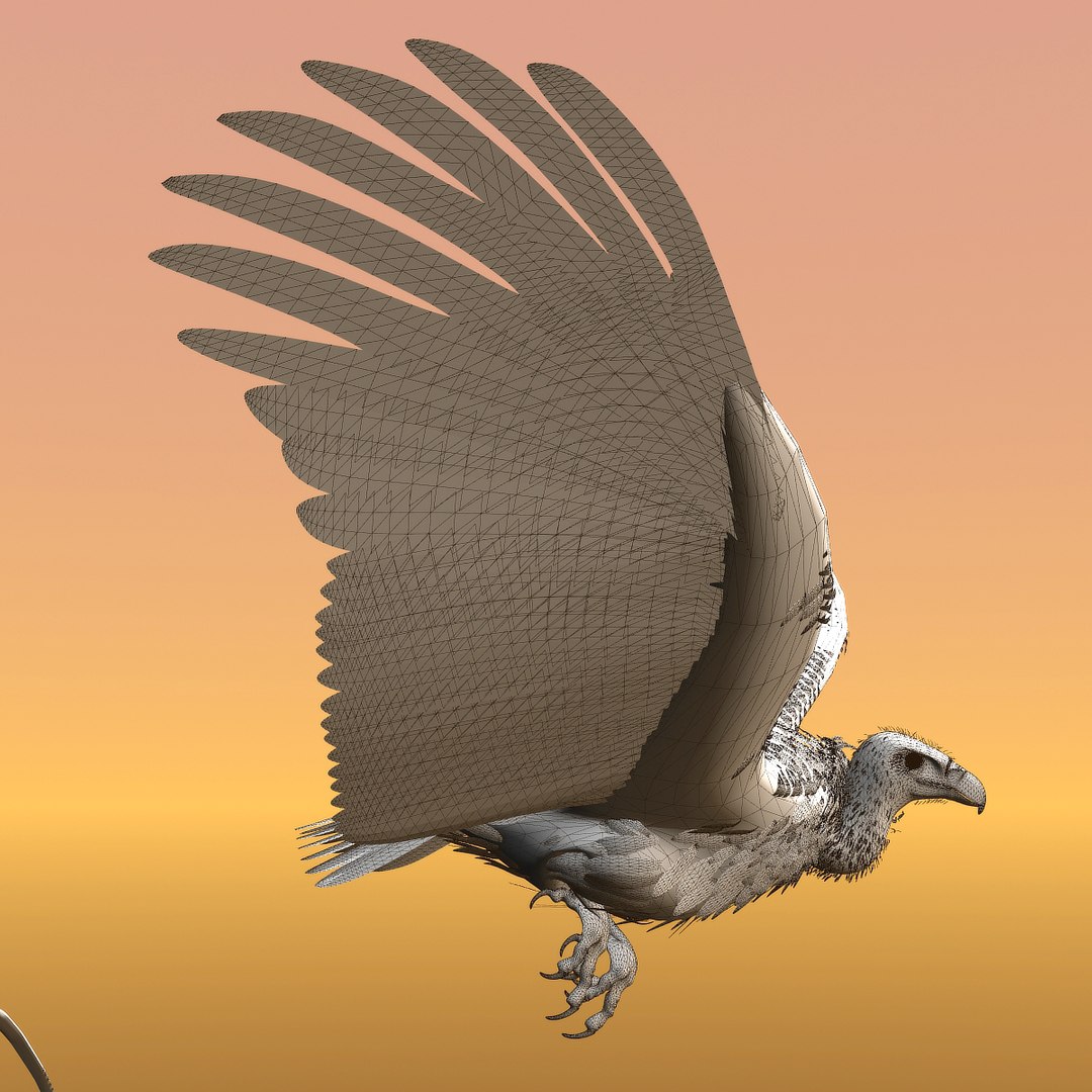 griffon vulture lwo https://p.turbosquid.com/ts-thumb/wo/PLHbn9/mtK6On3y/gvulturewire08/jpg/1366821524/1920x1080/fit_q87/32a49d29af1f60a0d79ef8b5042be7eb2c61cd35/gvulturewire08.jpg