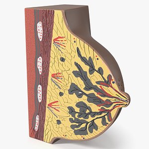 Medical Simulation Breast with Gland System