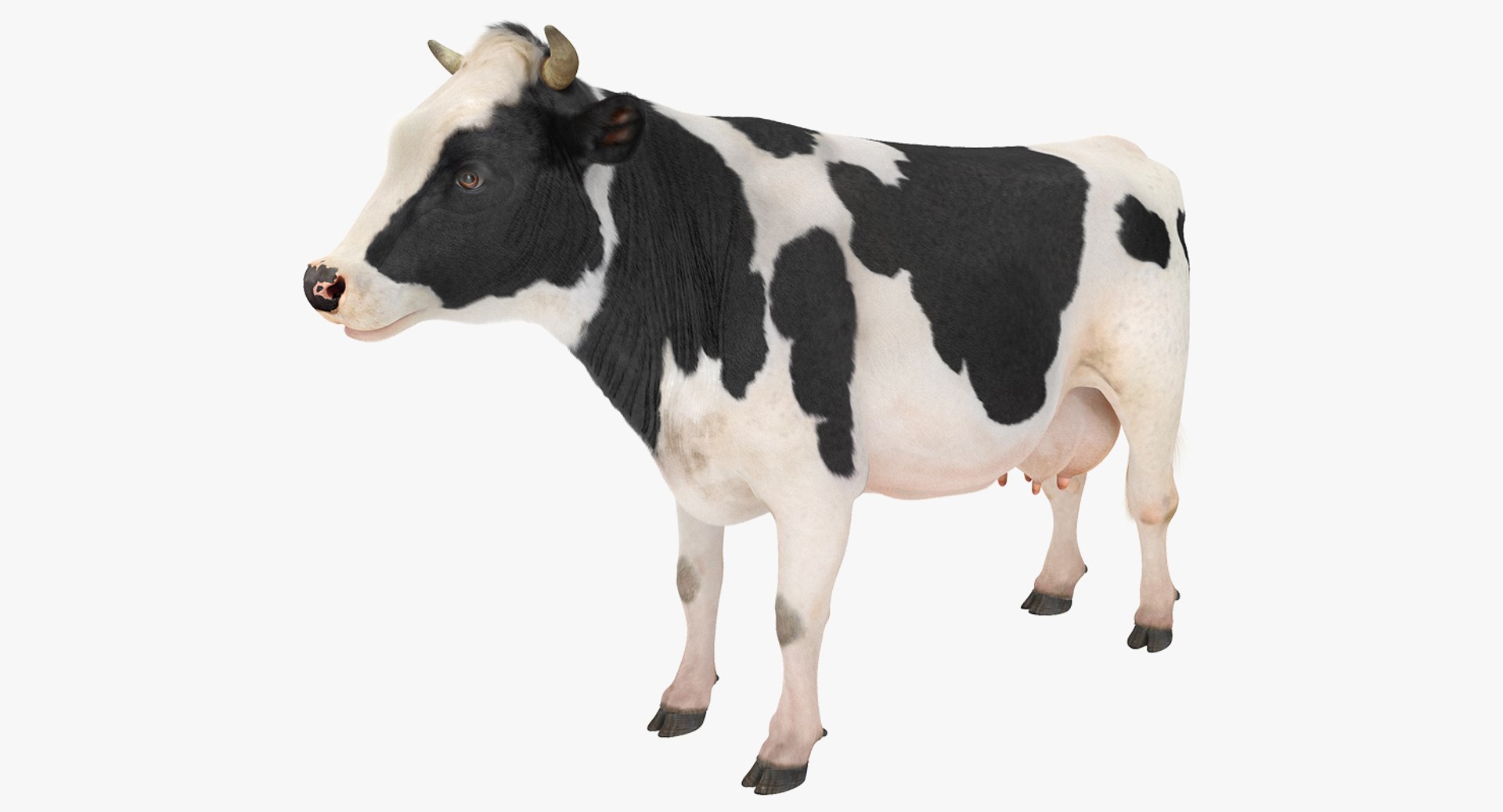 Dairy Cow with Fur 3D model preview