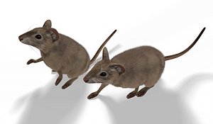 rigged mouse animation 3D model