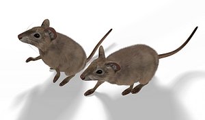 Mouse rigged and animated