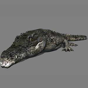 3D Crocodile