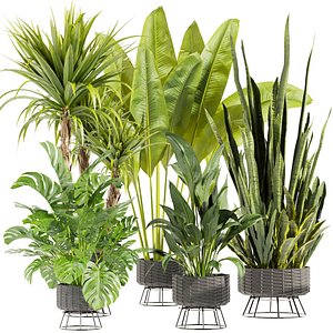 Collection plant vol 440 - indoor - palm - banana - sansveria - peace lily - 3dsmax - cinema 4d