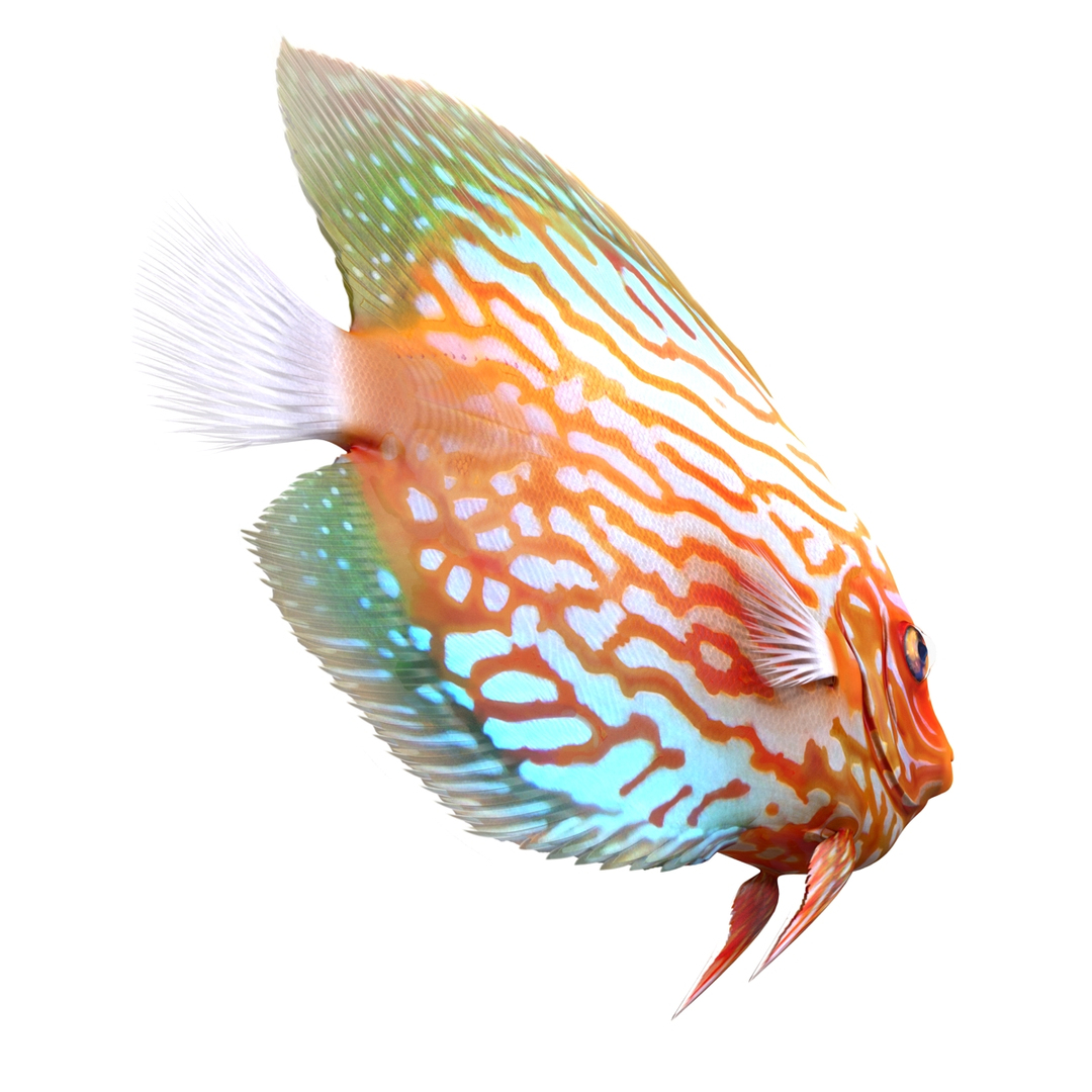 symphysodon fish 3d c4d