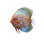 Symphysodon Fish