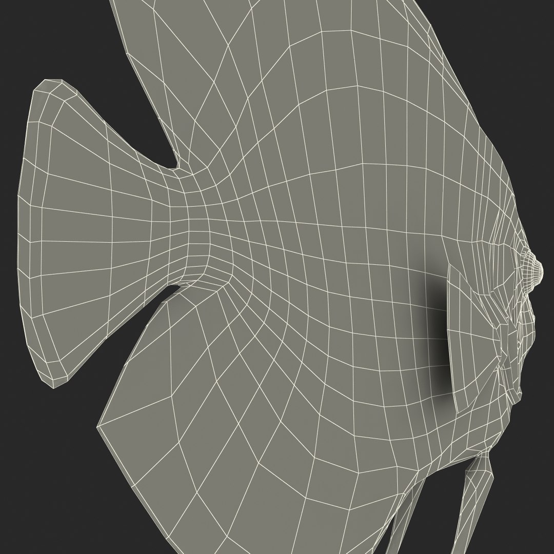 symphysodon fish 3d c4d https://p.turbosquid.com/ts-thumb/wo/ilT2Ds/0xvc9VF3/symphysodonfish3dmodel33/jpg/1456170722/1920x1080/fit_q87/fc22c7eb40dcbdd3426230cfb2480c9fac859eb7/symphysodonfish3dmodel33.jpg