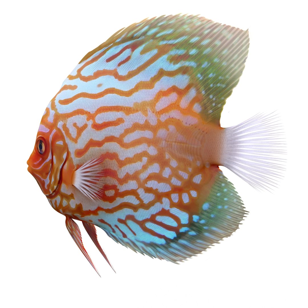 symphysodon fish 3d c4d https://p.turbosquid.com/ts-thumb/wo/ilT2Ds/7VTEZRM0/symphysodonfish3dmodel04/jpg/1456170720/1920x1080/fit_q87/ed17613d32169222e3583ff82a7b11d087401c3c/symphysodonfish3dmodel04.jpg