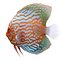 Symphysodon Fish
