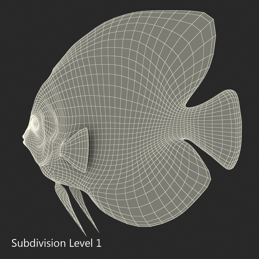 symphysodon fish 3d c4d https://p.turbosquid.com/ts-thumb/wo/ilT2Ds/9RyeHBSh/symphysodonfish3dmodel21/jpg/1456170721/1920x1080/fit_q87/e867a323447d336a3c93aad041eafda5f4465635/symphysodonfish3dmodel21.jpg