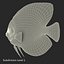 Symphysodon Fish