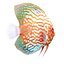 Symphysodon Fish
