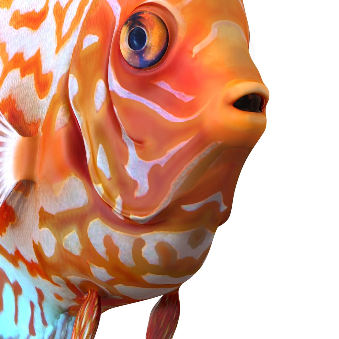 symphysodon fish 3d c4d https://p.turbosquid.com/ts-thumb/wo/ilT2Ds/IfcjndLl/symphysodonfish3dmodel19/jpg/1456170721/1920x1080/fit_q87/c8e62dc843b013c659430d273a5bdc475894bc26/symphysodonfish3dmodel19.jpg