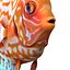 Symphysodon Fish