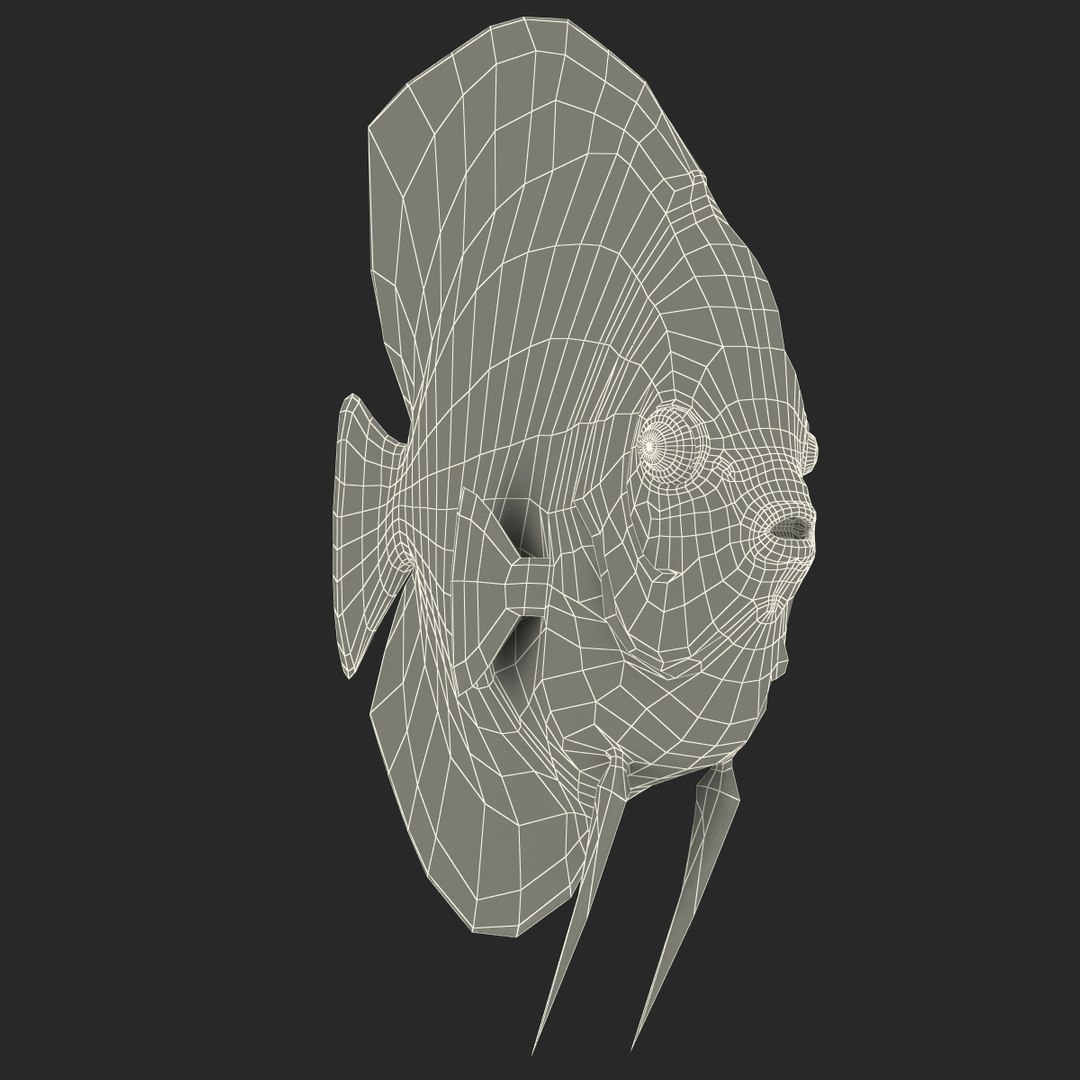 symphysodon fish 3d c4d https://p.turbosquid.com/ts-thumb/wo/ilT2Ds/J0X3ib16/symphysodonfish3dmodel26/jpg/1456170721/1920x1080/fit_q87/88750b95d179ab807fb324132300a12fb6a16ad7/symphysodonfish3dmodel26.jpg