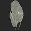 Symphysodon Fish