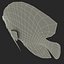 Symphysodon Fish