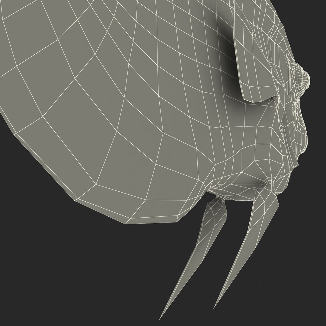 symphysodon fish 3d c4d https://p.turbosquid.com/ts-thumb/wo/ilT2Ds/ODzRgpO3/symphysodonfish3dmodel32/jpg/1456170722/1920x1080/fit_q87/80b0b4c9f11de9ef7fe72990656f1971937d8175/symphysodonfish3dmodel32.jpg