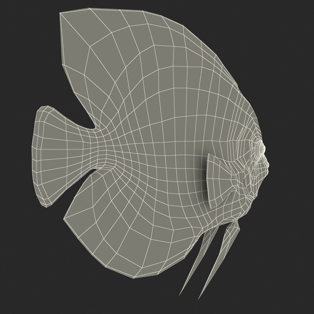 symphysodon fish 3d c4d https://p.turbosquid.com/ts-thumb/wo/ilT2Ds/OZso2Wdr/symphysodonfish3dmodel30/jpg/1456170721/1920x1080/fit_q87/86116772258c46b58c91d1dab54113a2472f975b/symphysodonfish3dmodel30.jpg