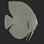Symphysodon Fish