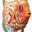 Symphysodon Fish