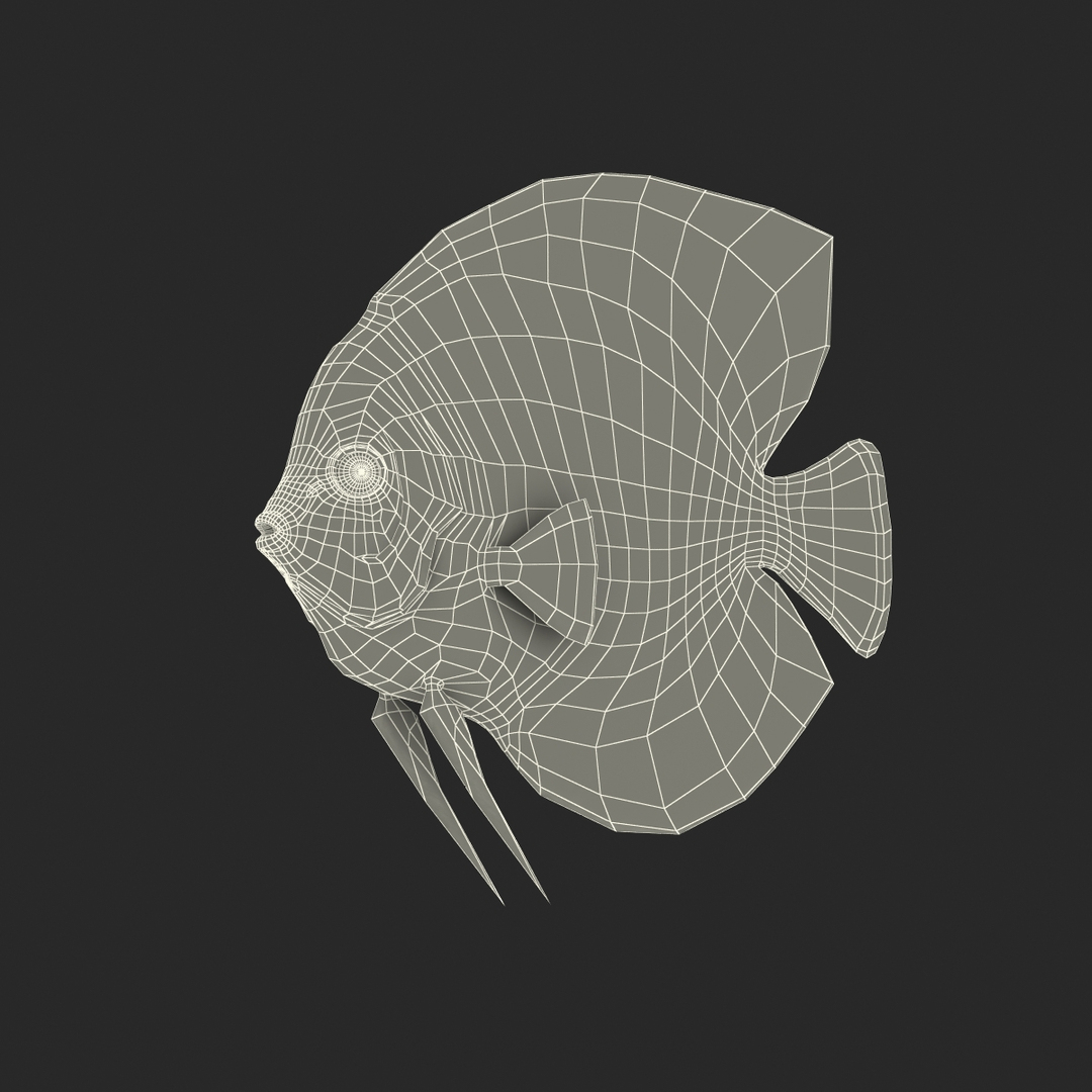 symphysodon fish 3d c4d https://p.turbosquid.com/ts-thumb/wo/ilT2Ds/Tg9IPTCD/symphysodon_fish_361/jpg/1456170691/1920x1080/turn_fit_q99/a039b61f637618c1433d9a972ec7e33a97fb2db8/symphysodon_fish_361-1.jpg