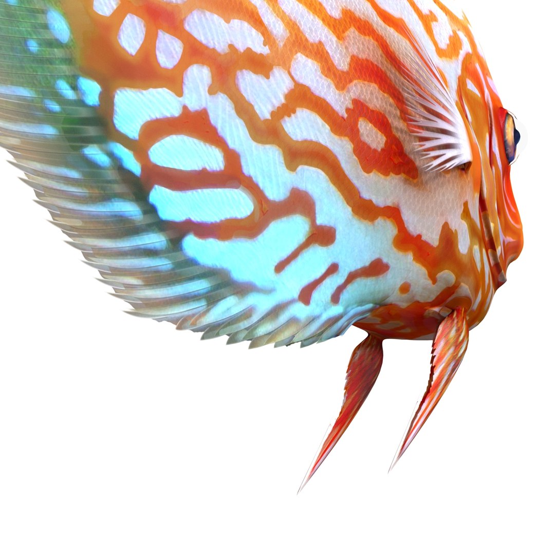 symphysodon fish 3d c4d https://p.turbosquid.com/ts-thumb/wo/ilT2Ds/VLHr6O3w/symphysodonfish3dmodel14/jpg/1456170720/1920x1080/fit_q87/b7b514a53da0918b0e07563ab79552b32a4f2fb6/symphysodonfish3dmodel14.jpg