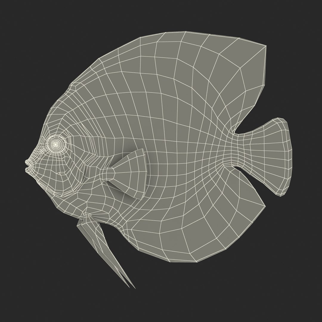 symphysodon fish 3d c4d https://p.turbosquid.com/ts-thumb/wo/ilT2Ds/Wad0CLPL/symphysodonfish3dmodel25/jpg/1456170721/1920x1080/fit_q87/46f71941cc0e0c427c589d5edaa64978d22bf863/symphysodonfish3dmodel25.jpg