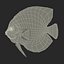 Symphysodon Fish