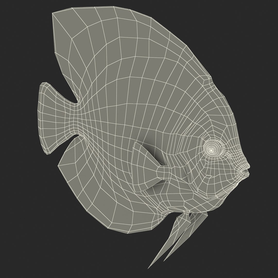 Symphysodon Fish 3d C4d