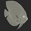 Symphysodon Fish