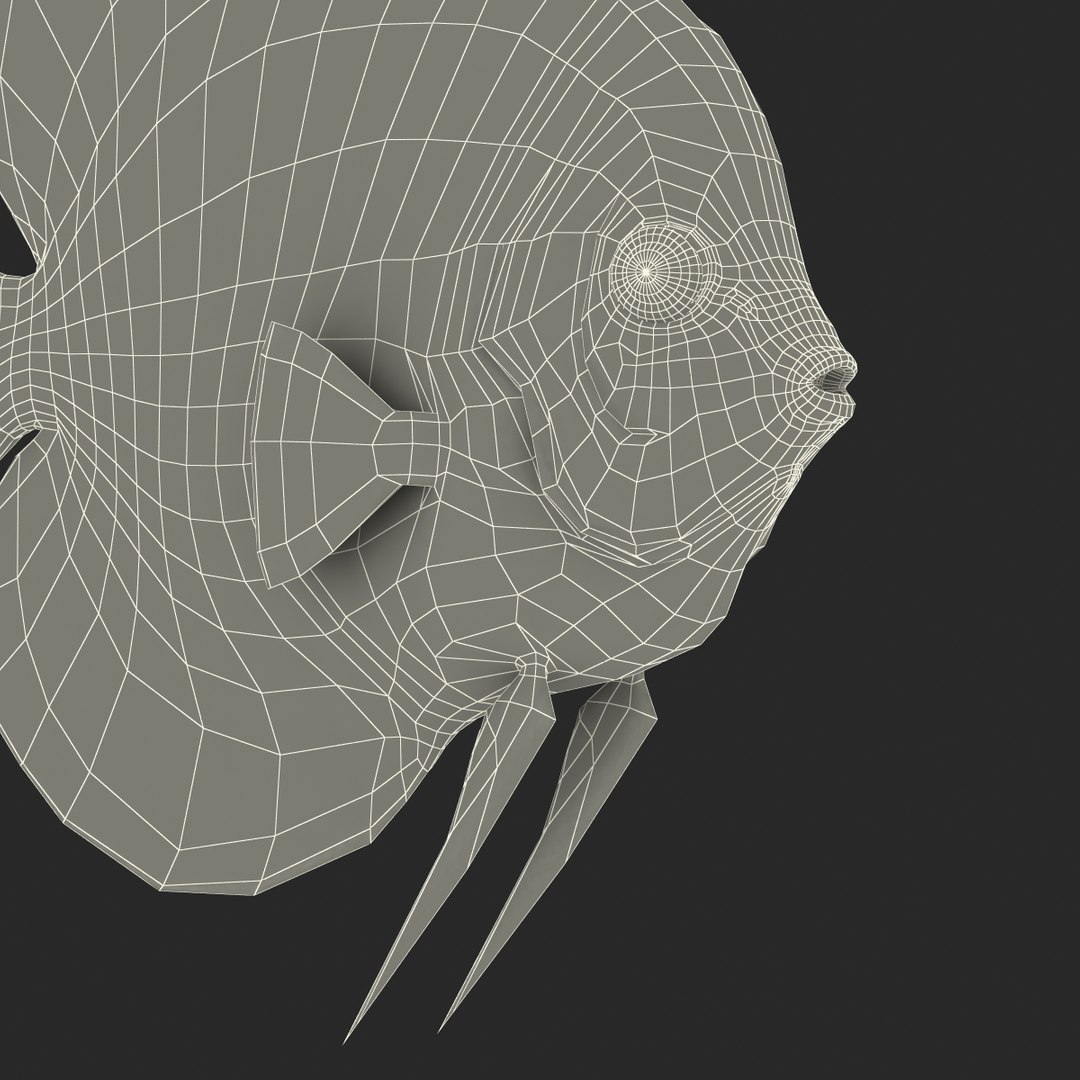 symphysodon fish 3d c4d https://p.turbosquid.com/ts-thumb/wo/ilT2Ds/efcsW3U2/symphysodonfish3dmodel31/jpg/1456170721/1920x1080/fit_q87/98d526223fb2215d07017222b808b991ae1944cc/symphysodonfish3dmodel31.jpg
