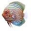 Symphysodon Fish
