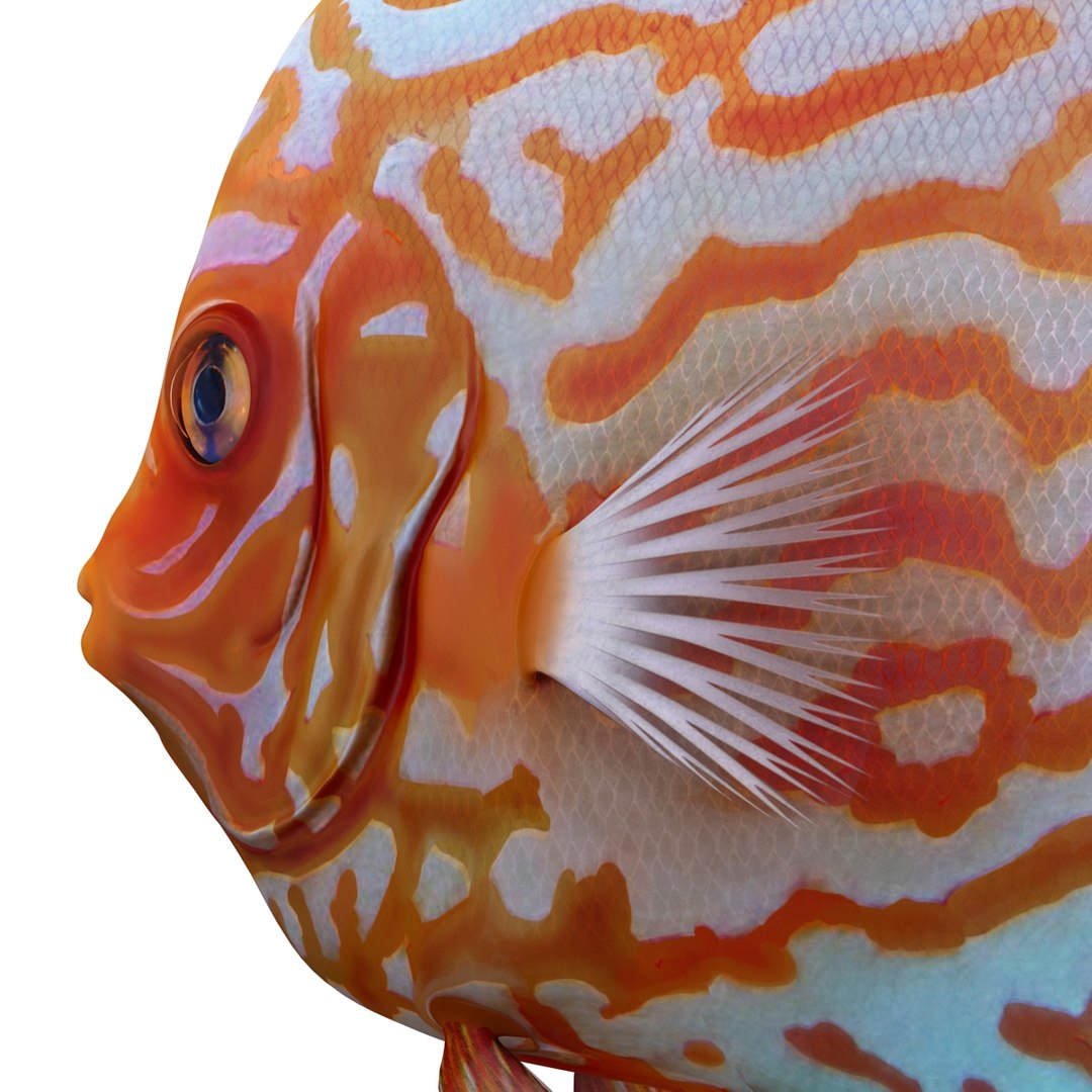 symphysodon fish 3d c4d https://p.turbosquid.com/ts-thumb/wo/ilT2Ds/oqiH6ECV/symphysodonfish3dmodel16/jpg/1456170720/1920x1080/fit_q87/378900db3782e3da8f7c823e68e2f04dc20fb51e/symphysodonfish3dmodel16.jpg