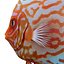 Symphysodon Fish