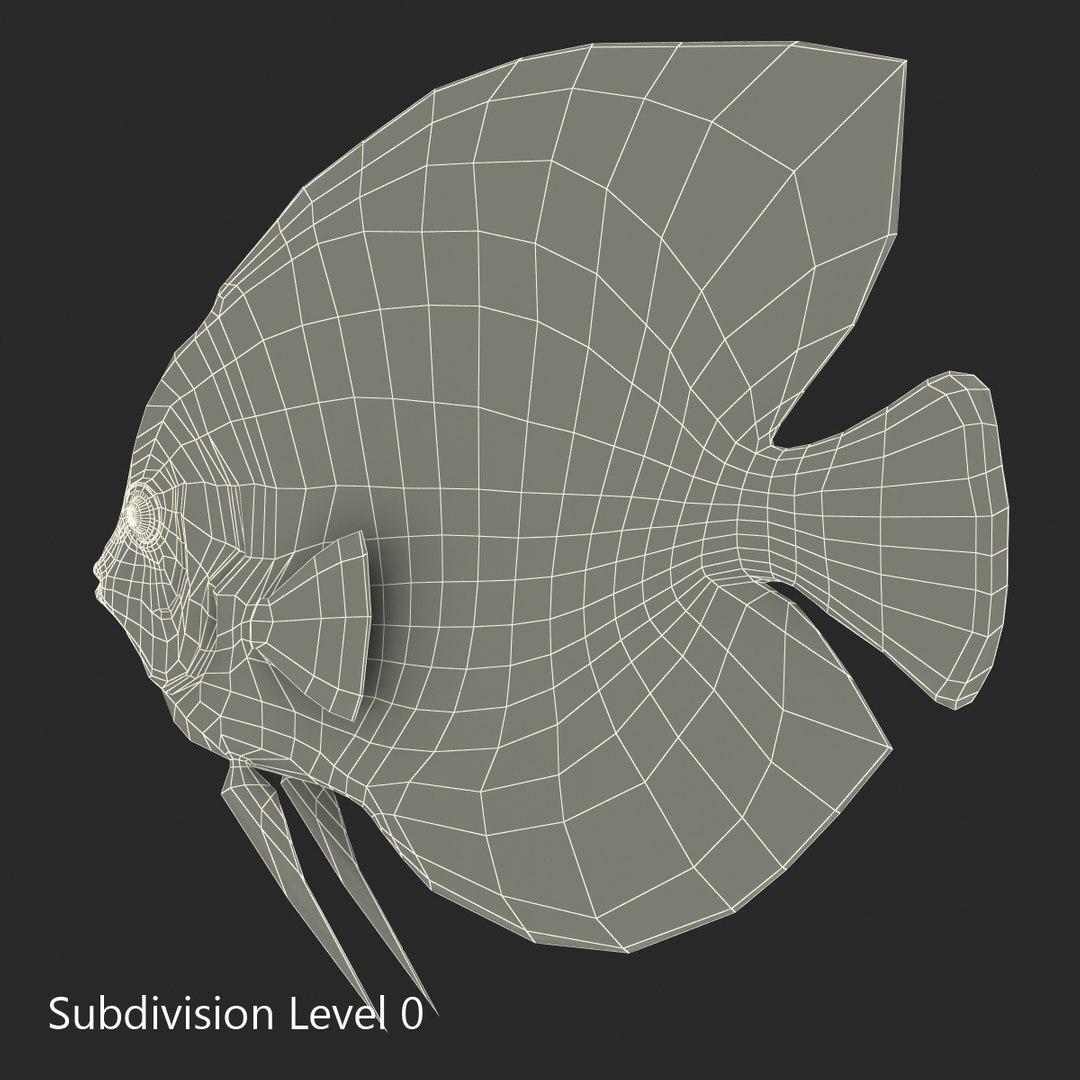 symphysodon fish 3d c4d https://p.turbosquid.com/ts-thumb/wo/ilT2Ds/uuQurLeM/symphysodonfish3dmodel20/jpg/1456170721/1920x1080/fit_q87/ddc7da089c898581aeeb661131adcc1395ce4e70/symphysodonfish3dmodel20.jpg