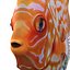 Symphysodon Fish