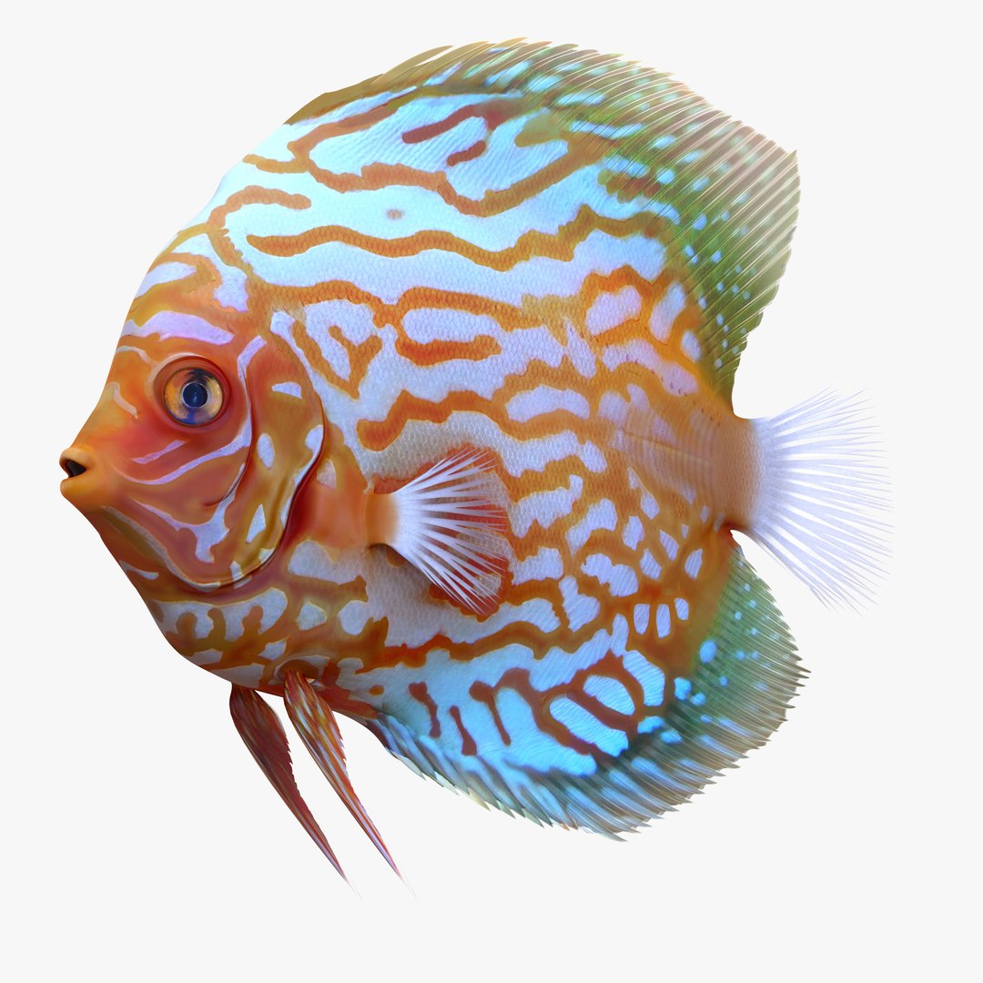 Symphysodon Fish 3D model preview
