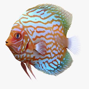 symphysodon fish 3d c4d