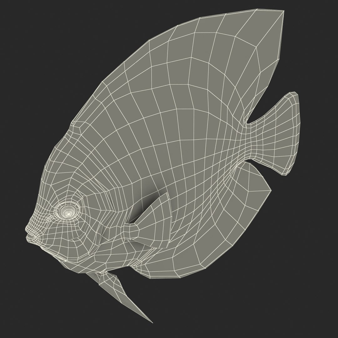 symphysodon fish 3d c4d https://p.turbosquid.com/ts-thumb/wo/ilT2Ds/yxxh98Gn/symphysodonfish3dmodel28/jpg/1456170721/1920x1080/fit_q87/d88292aea857b0f6e90257e4d91bf944f8068c7e/symphysodonfish3dmodel28.jpg
