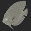 Symphysodon Fish