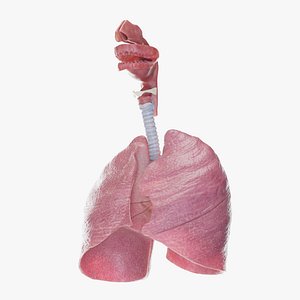 Human Respiratory System