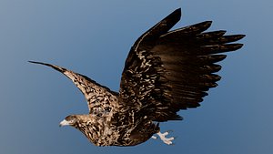 3D Wedge tailed eagle