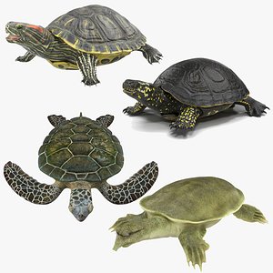 3D model Turtles Rigged for Maya Collection 3