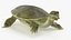 Turtles Rigged for Maya Collection 3