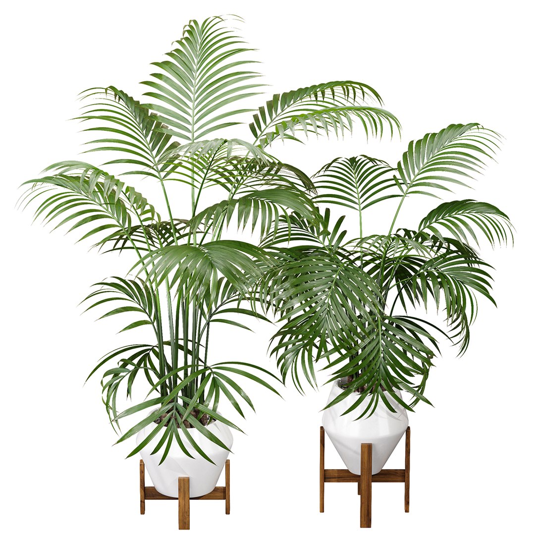 3D Kentia Marius House Plant model https://p.turbosquid.com/ts-thumb/wo/xymWAN/8t/z001/png/1719399879/1920x1080/fit_q87/c7da5165ea8ebf2ba4fe29c16578e285adbf3161/z001.jpg