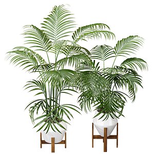 3D Kentia Marius House Plant model