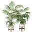 3D Kentia Marius House Plant model